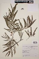 Anadenanthera macrocarpa image