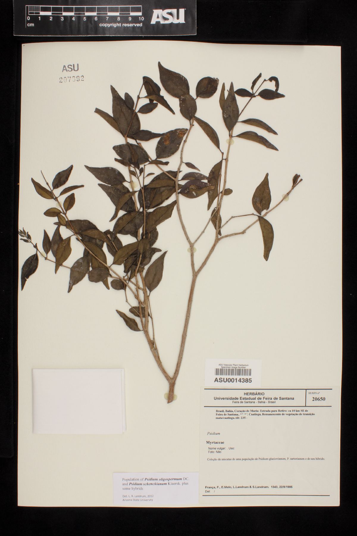 Psidium oligospermumXschenckianum image