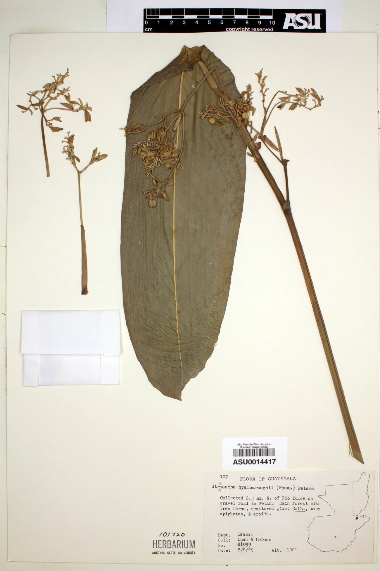 Marantaceae image