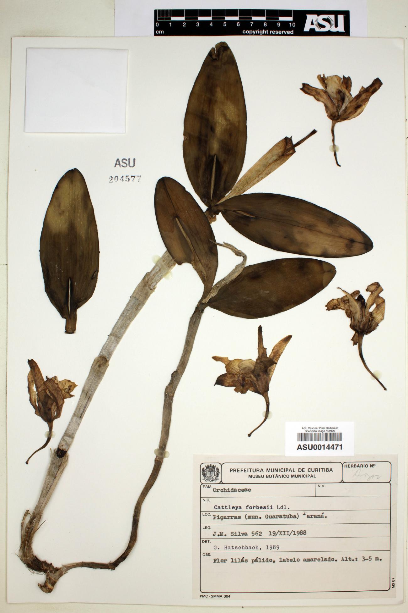 Cattleya image