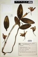 Image of Cattleya forbesii