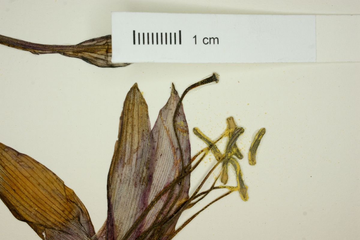 Sprekelia image