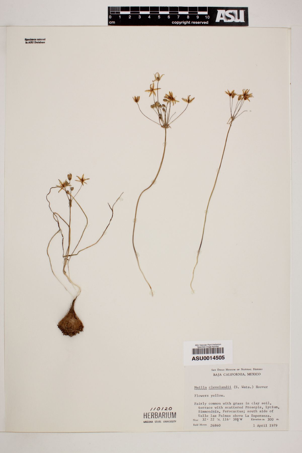 Muilla clevelandii image