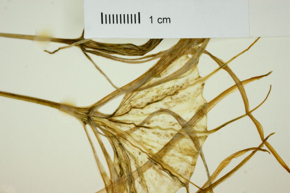 Hymenocallis pimana image