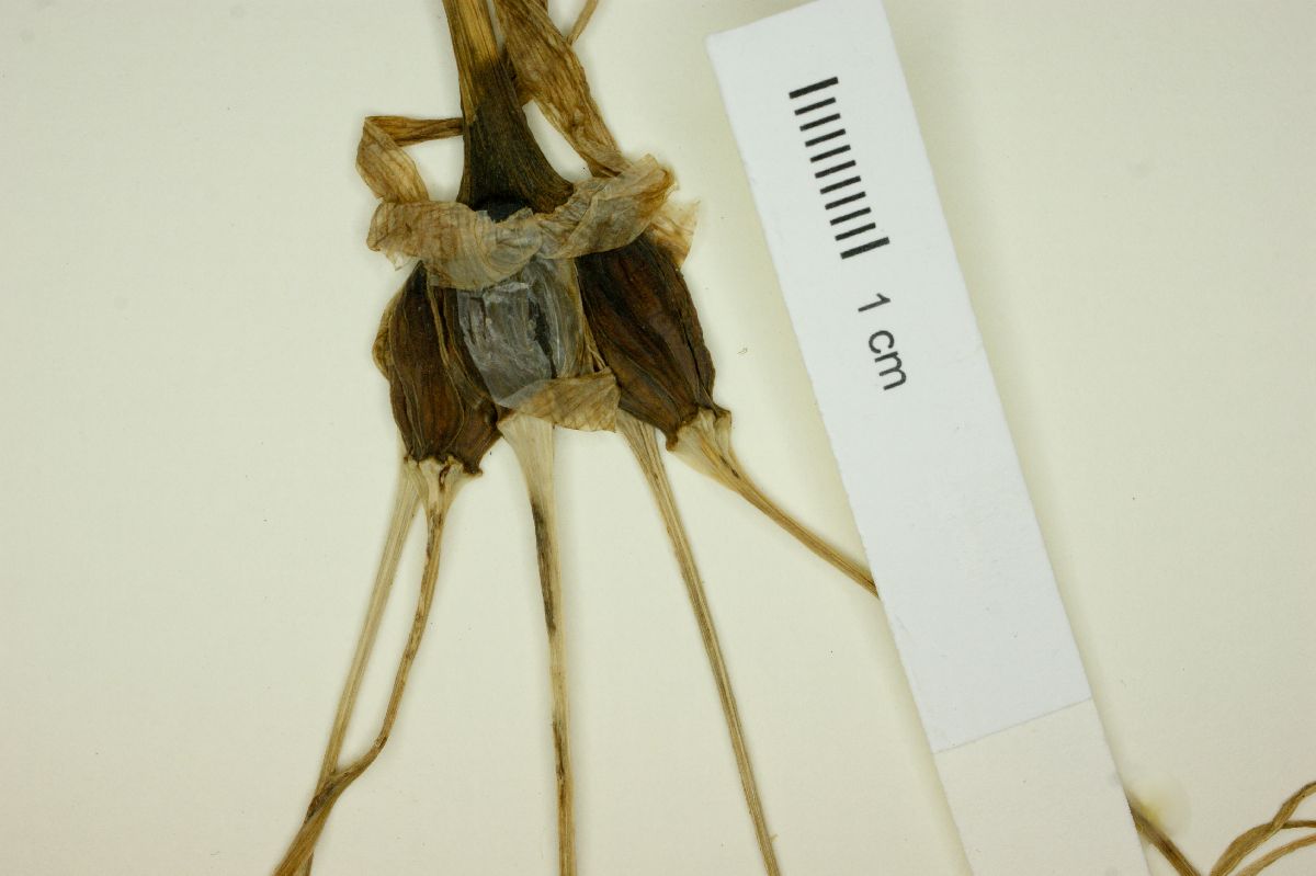 Hymenocallis pimana image