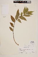 Image of Maianthemum septifolium