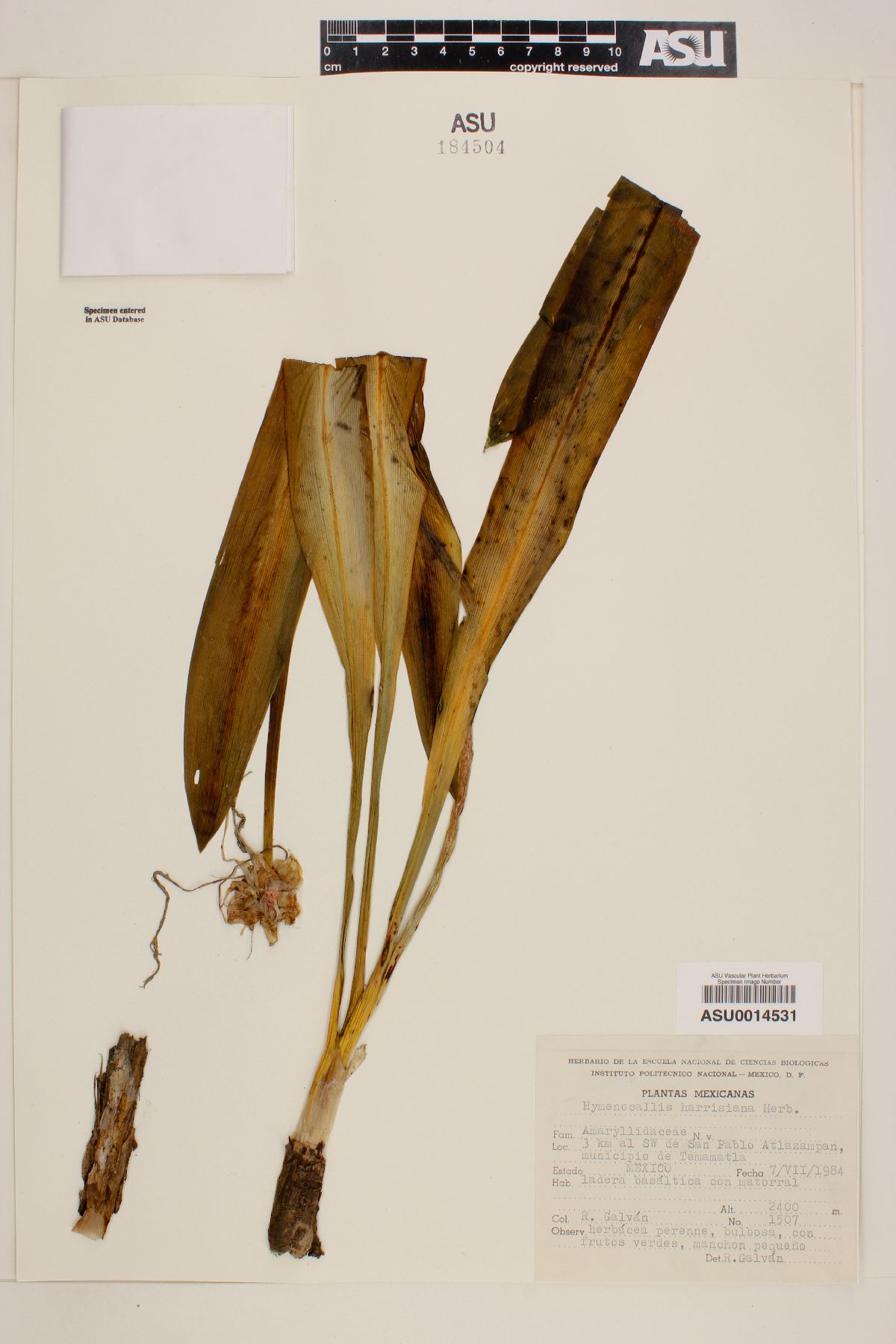 Hymenocallis harrisiana image