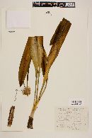 Hymenocallis harrisiana image