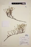 Johnstonella angustifolia image