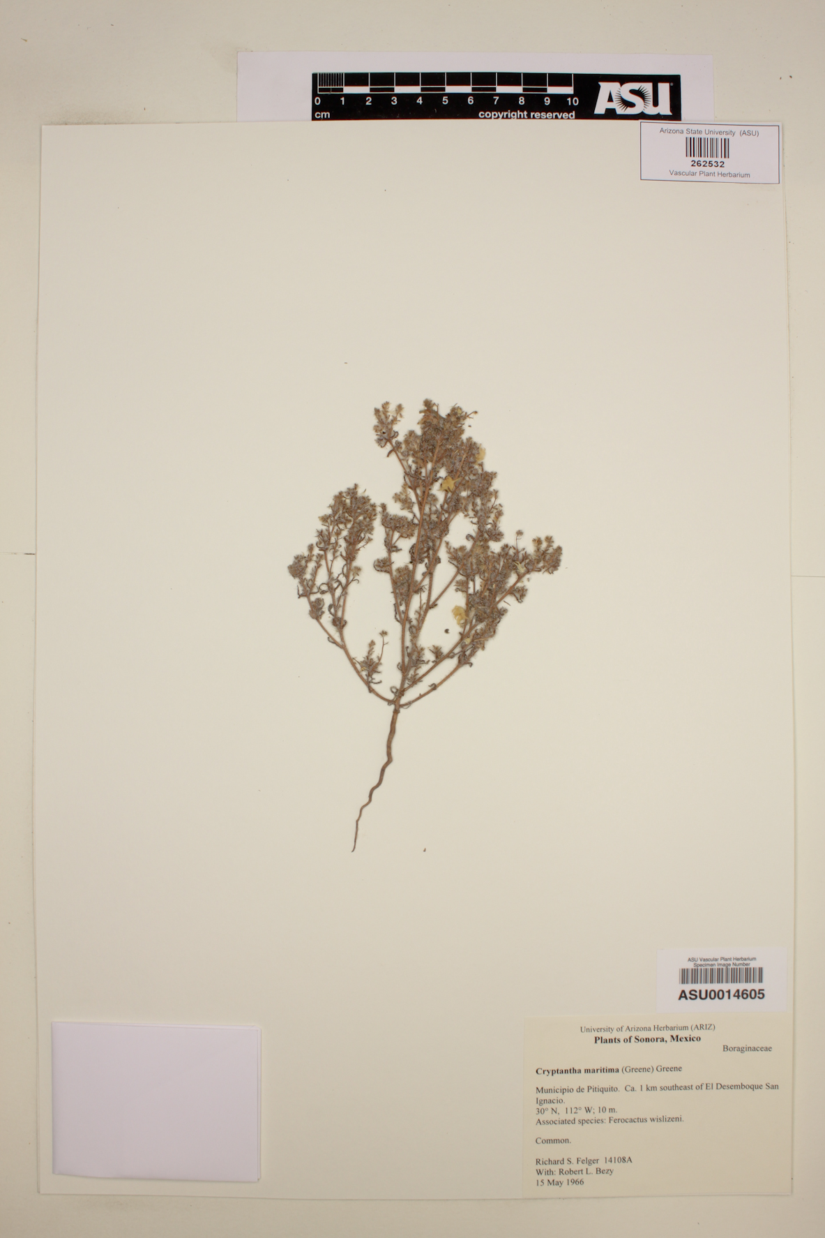 Cryptantha maritima var. maritima image
