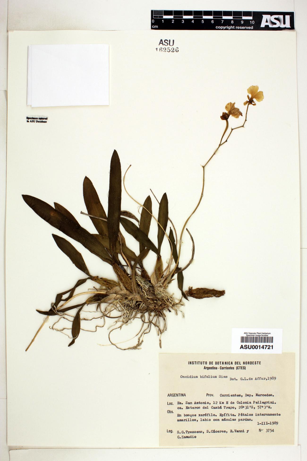 Oncidium bifolium image