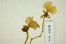 Oncidium bifolium image