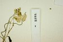 Oncidium variegatum image