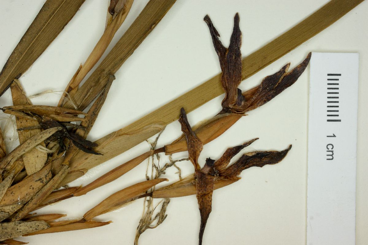 Maxillaria meleagris image