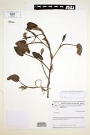 Image of Heteranthera oblongifolia