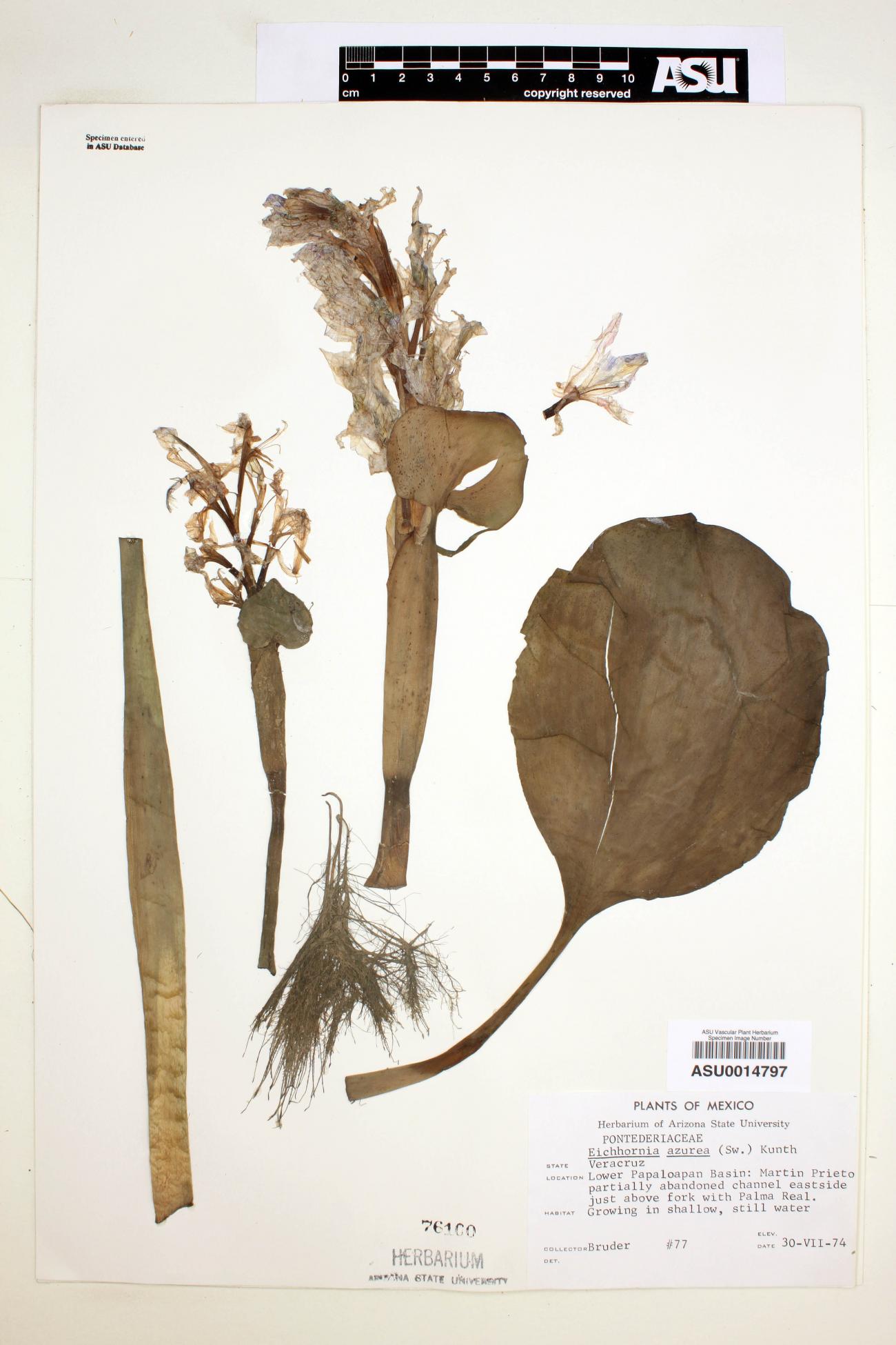 Eichhornia image