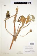 Pontederia rotundifolia image