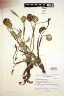 Pontederia subovata image