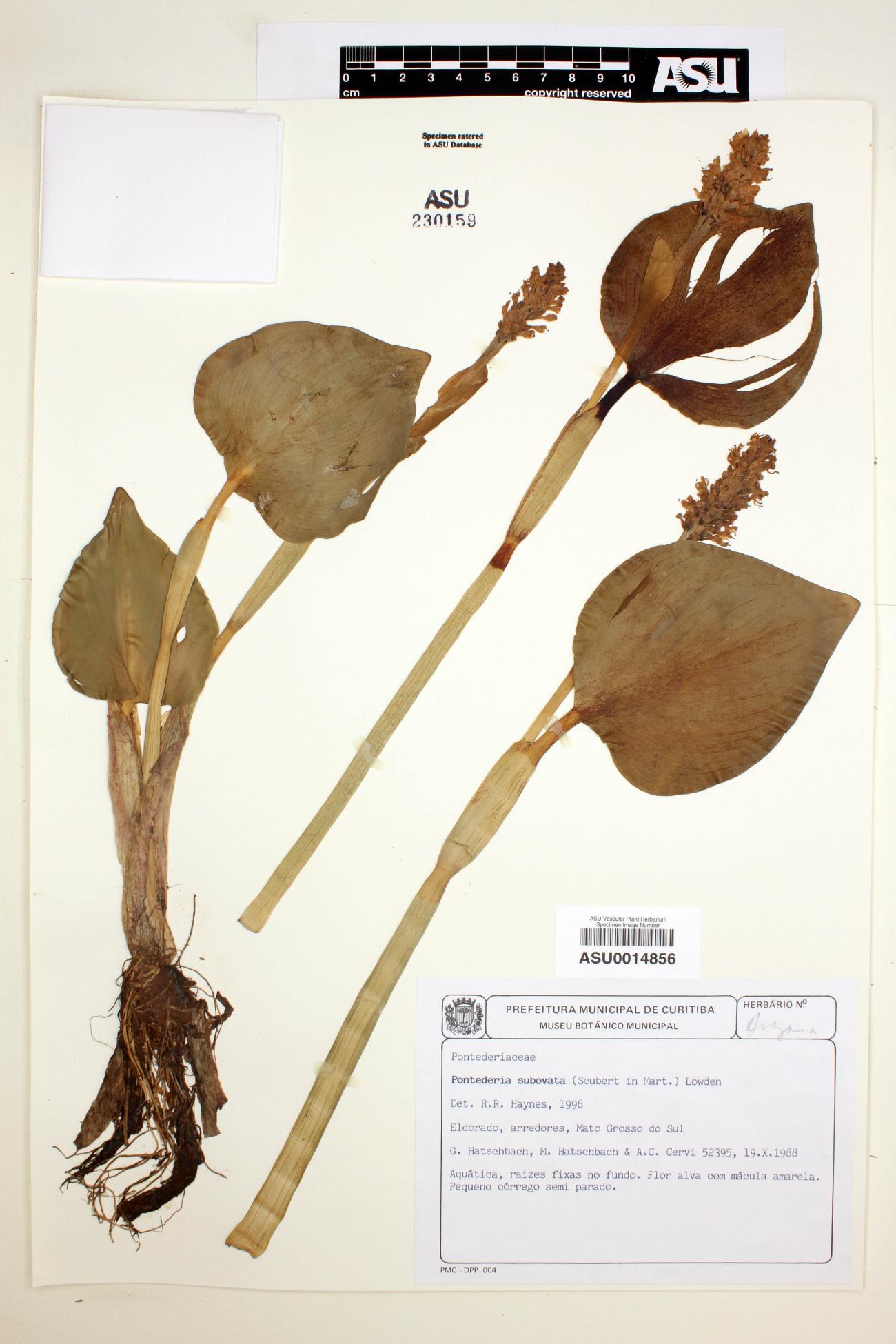 Pontederia subovata image