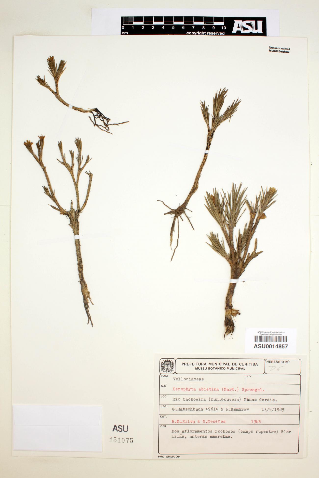Velloziaceae image