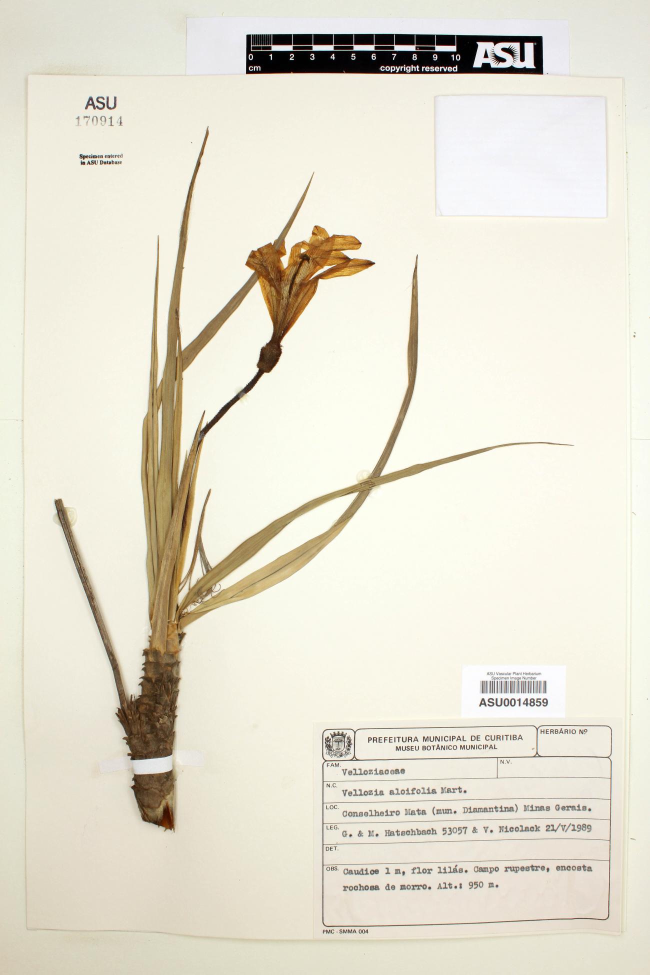 Vellozia aloifolia image