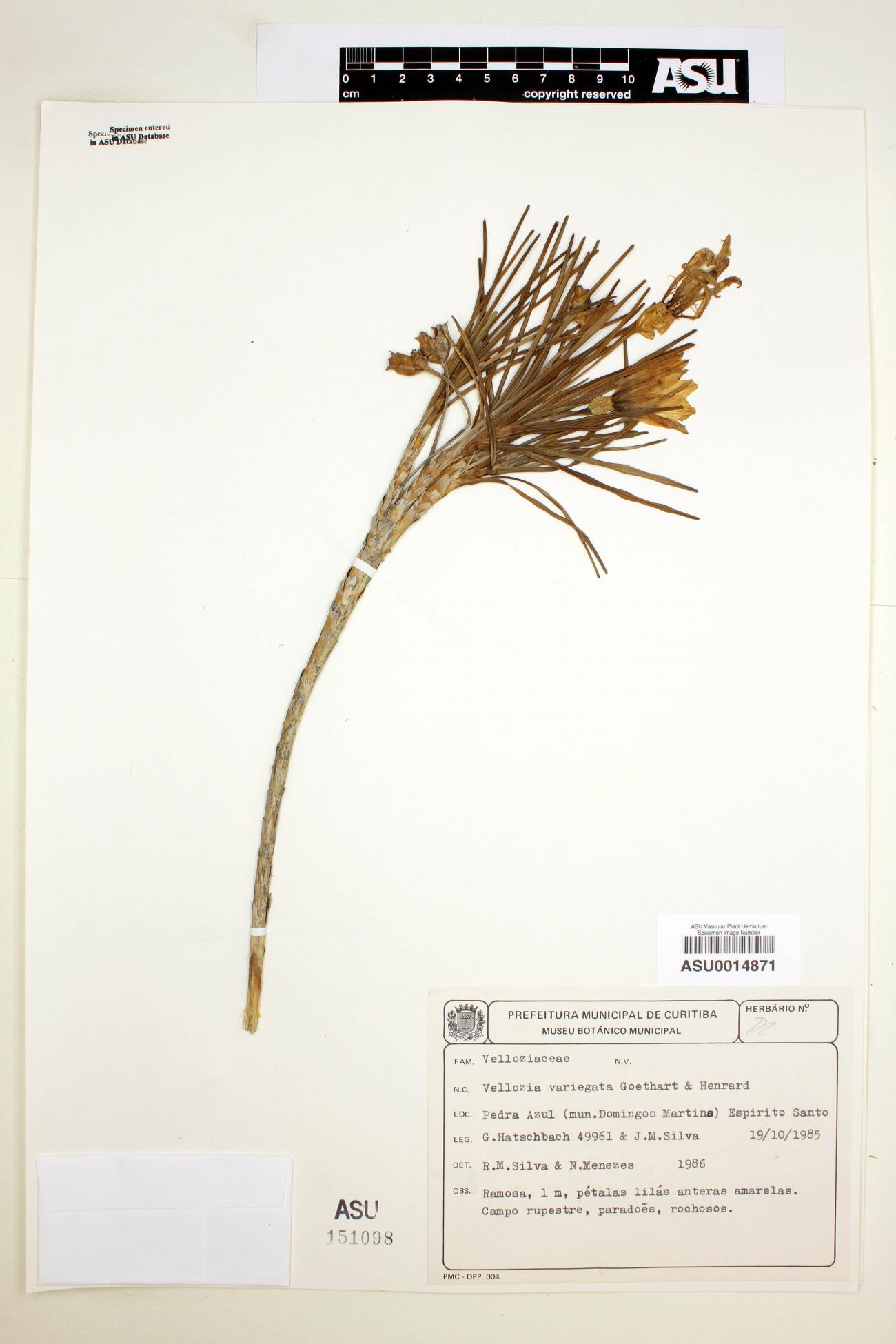 Vellozia variegata image