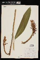 Renealmia aromatica image