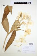 Hedychium coronarium image