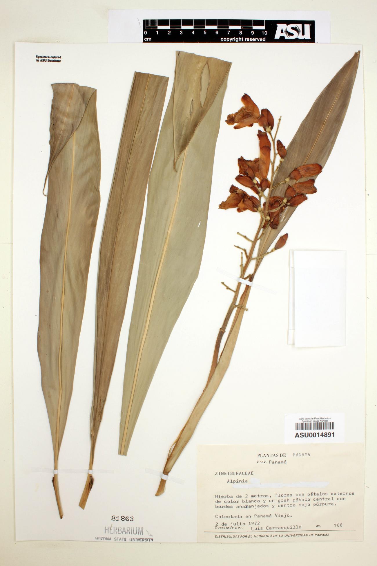 Zingiberaceae image
