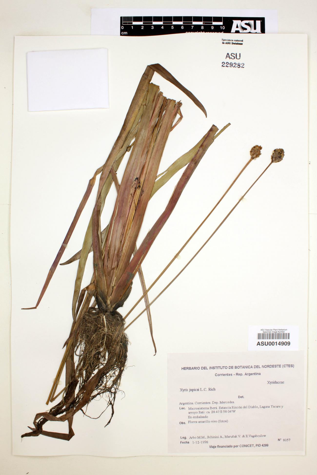 Xyridaceae image