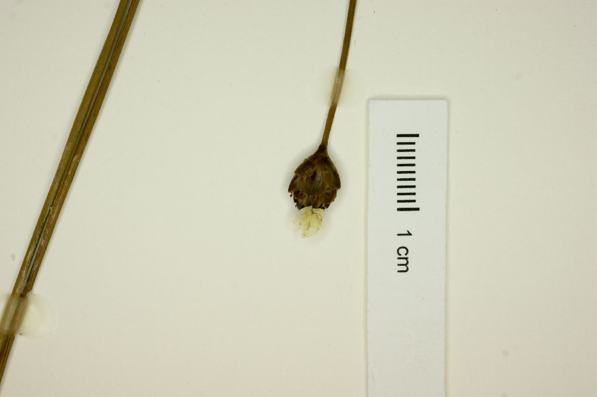 Xyris tortula image