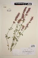 Agastache pringlei image