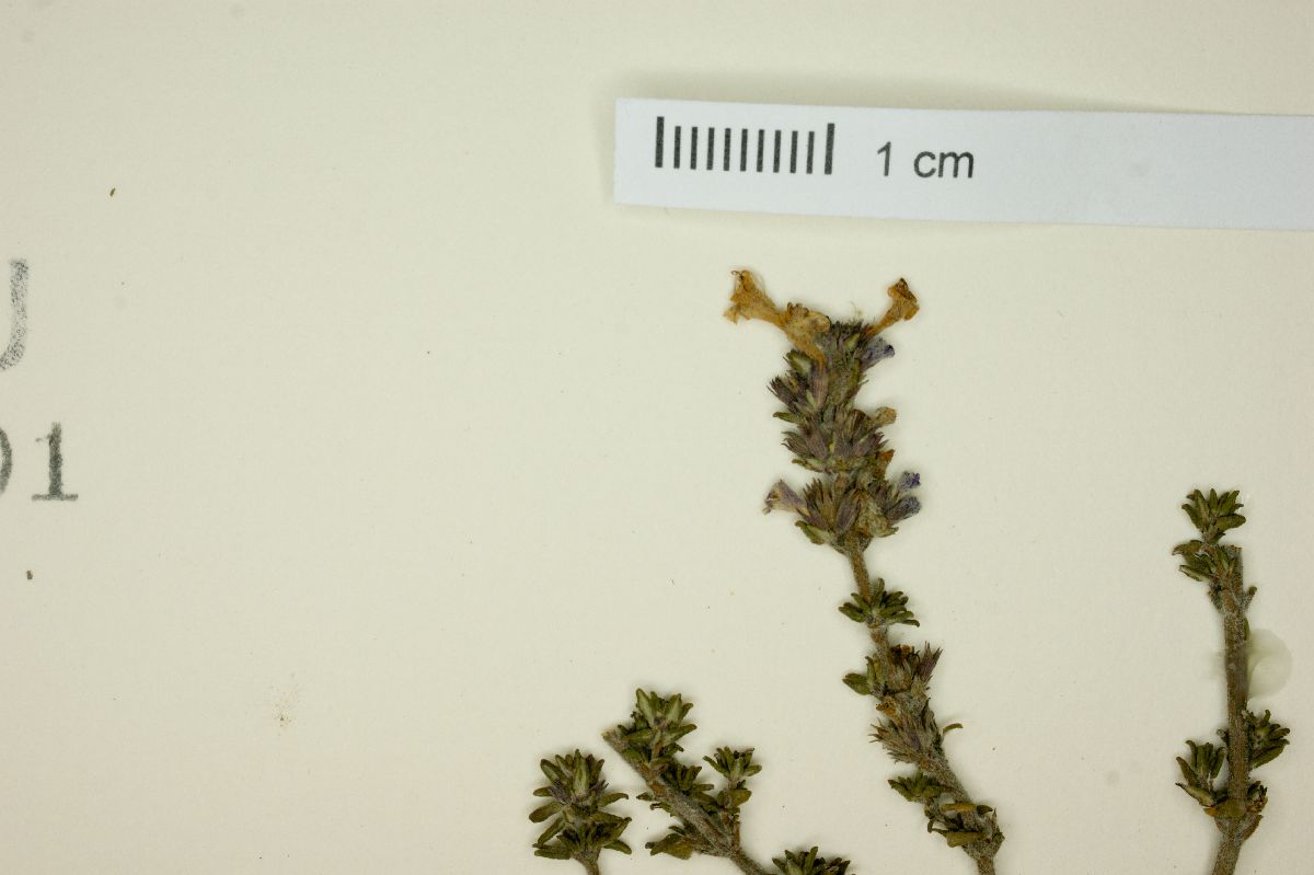 Clinopodium fasciculatum image