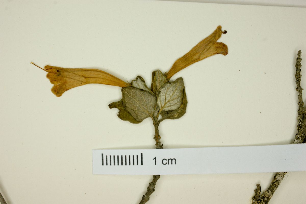 Clinopodium tomentosum image