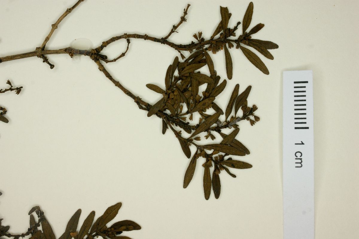 Cunila angustifolia image