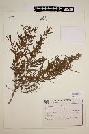 Cunila angustifolia image