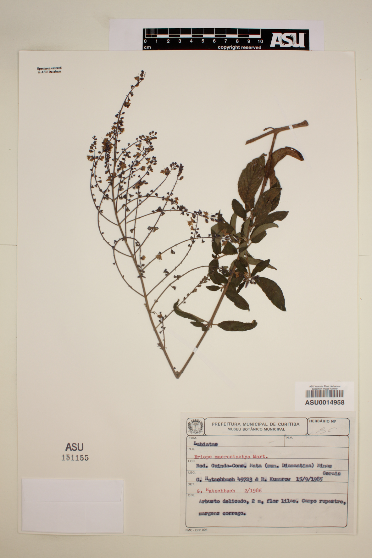 Eriope macrostachya image