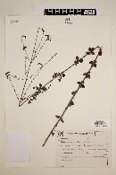Image of Eriope parvifolia