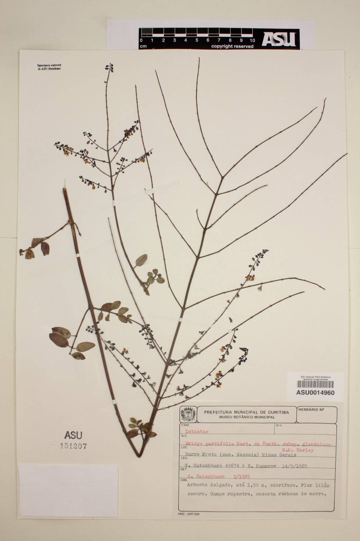 Eriope parvifolia image