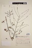 Eriope parvifolia image