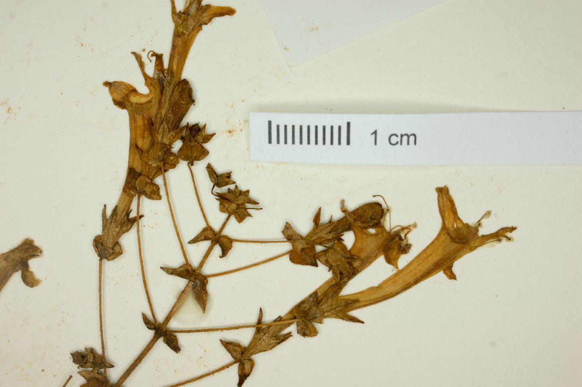 Hypenia calycina image