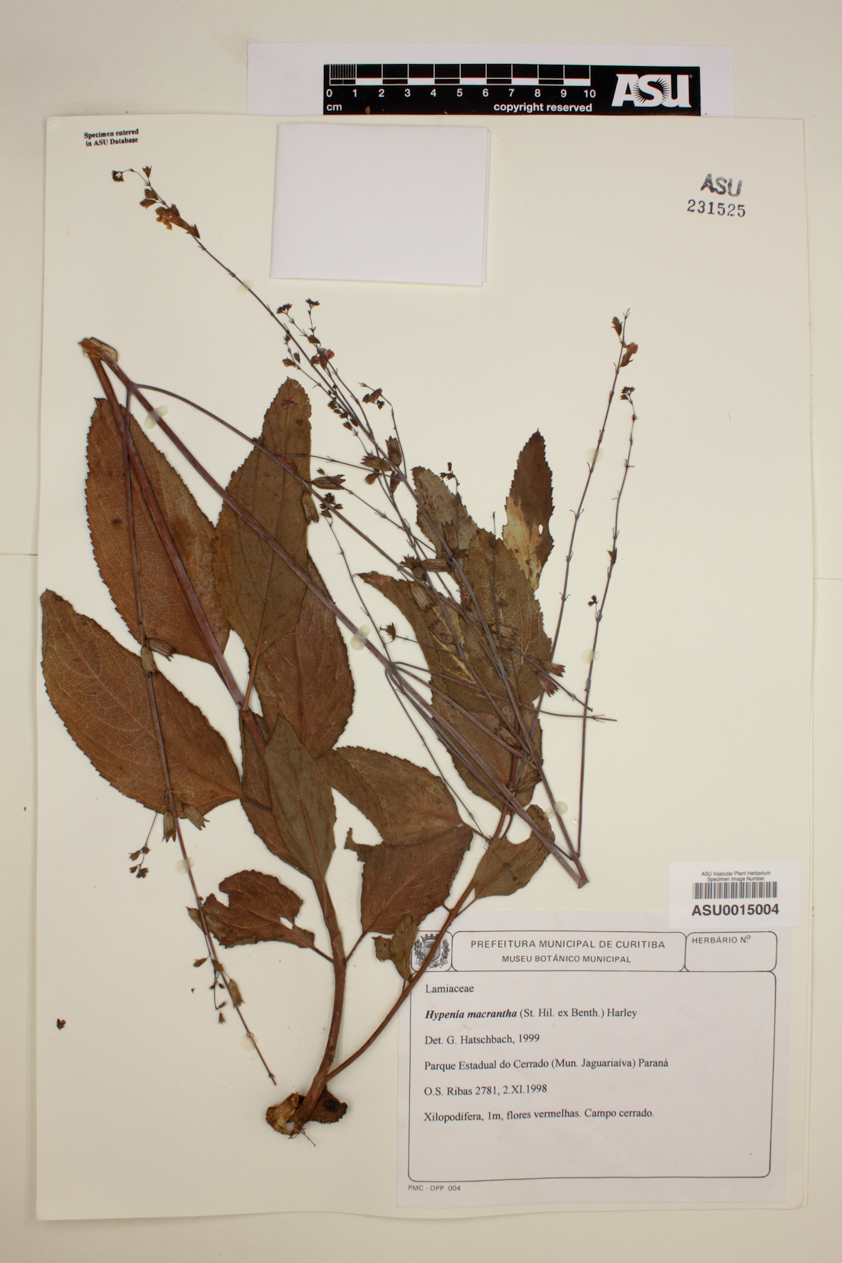 Hypenia macrantha image