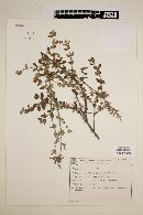 Image of Hypenia marifolia