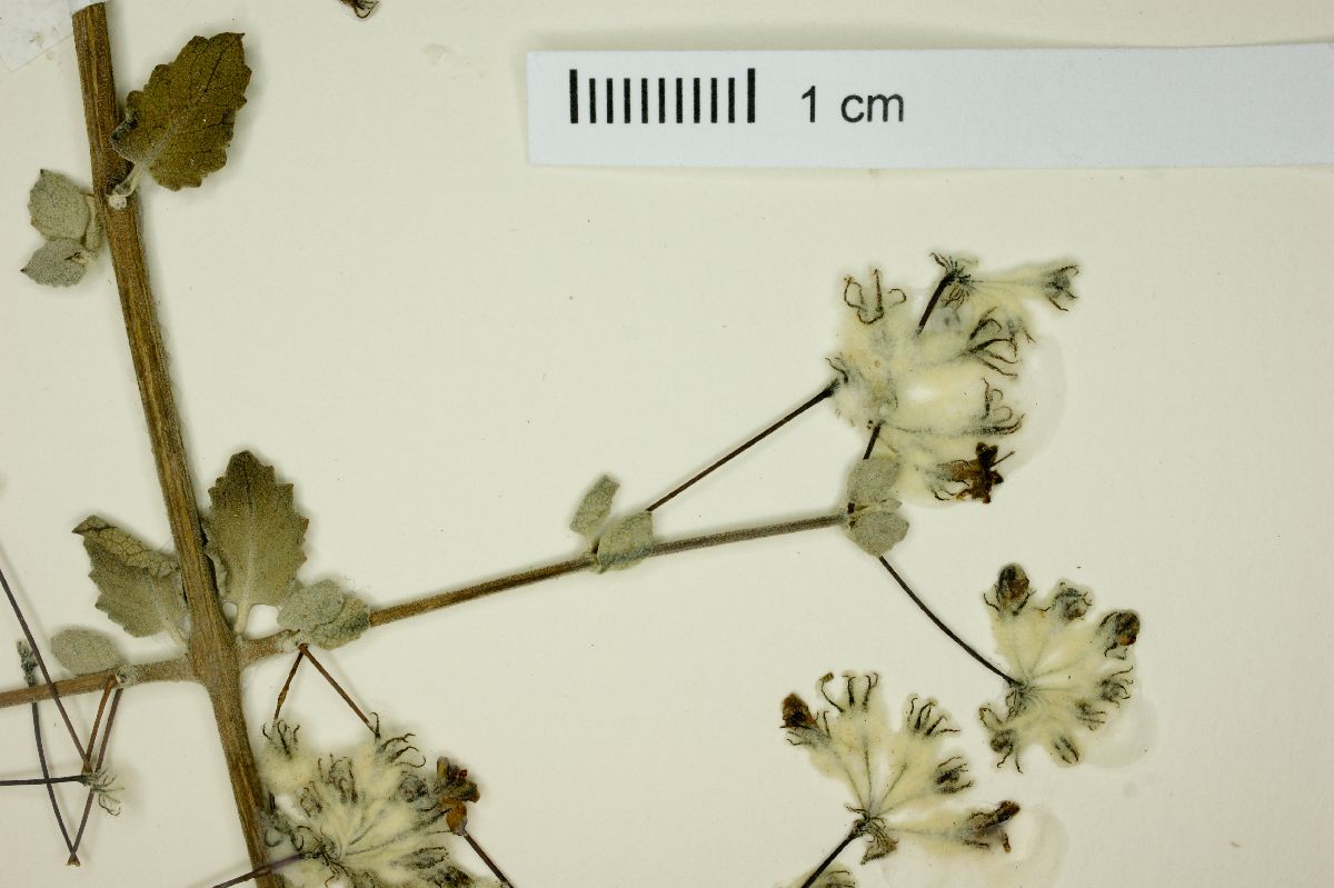 Hyptis decipiens image