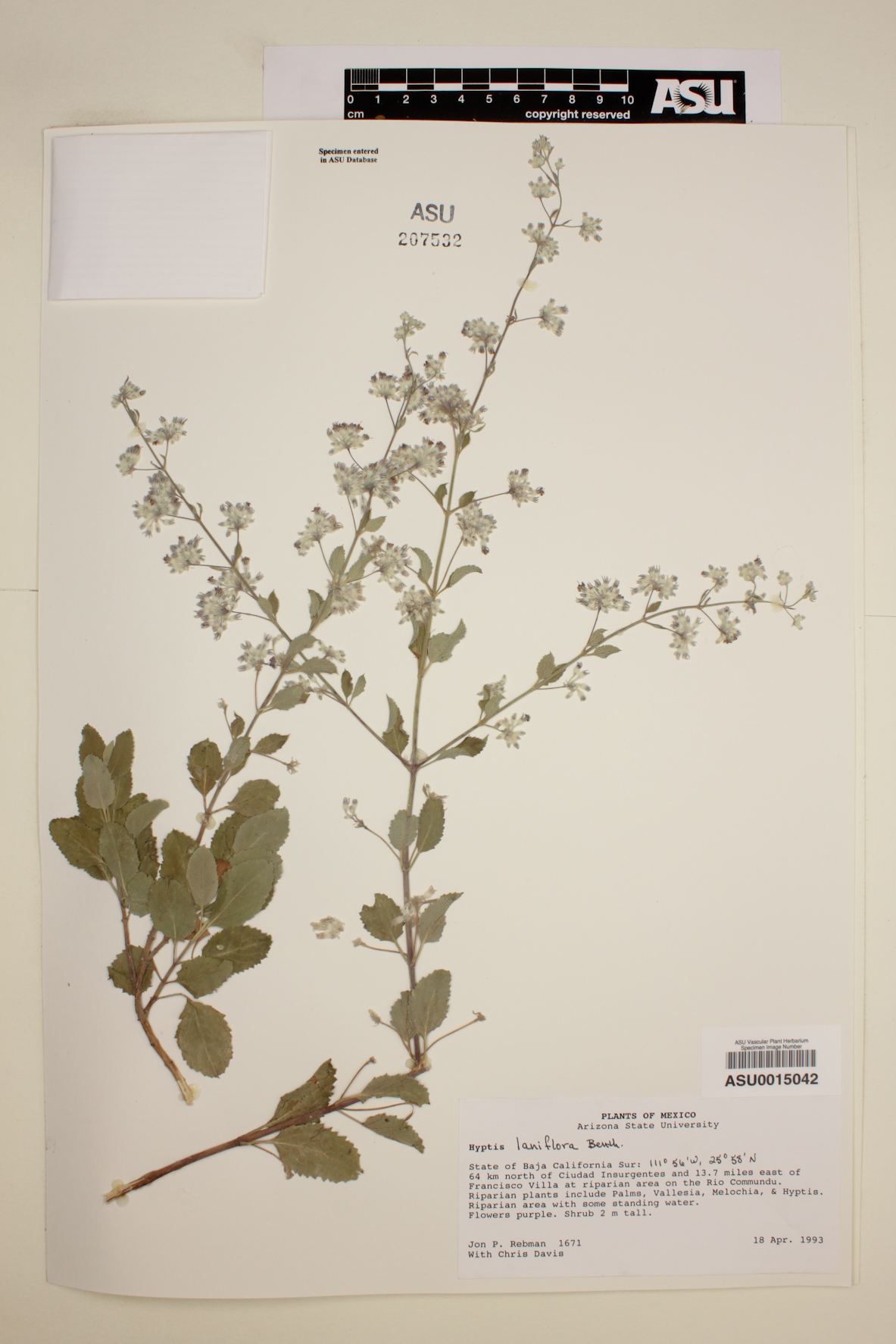 Condea laniflora image