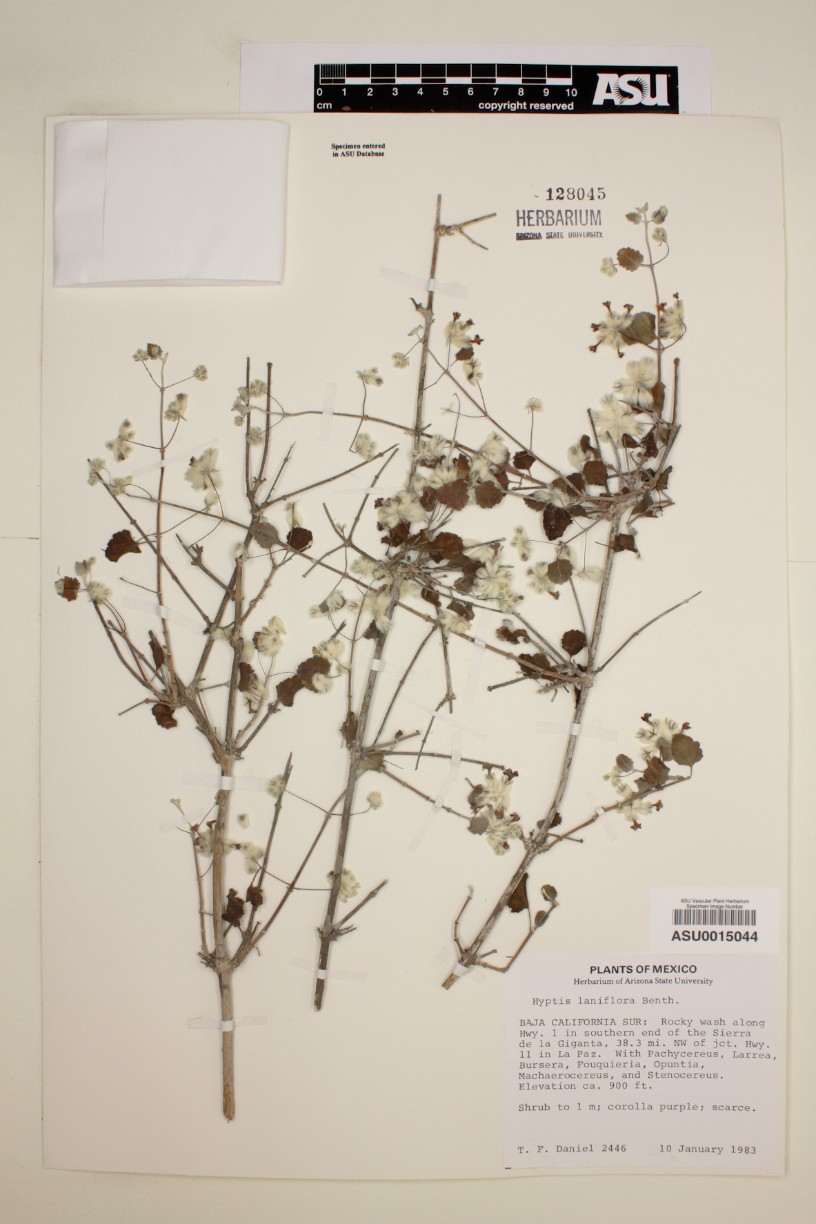 Condea laniflora image
