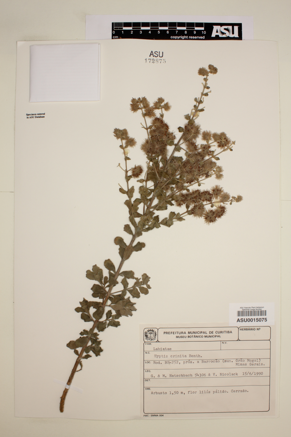 Hyptis crinita image