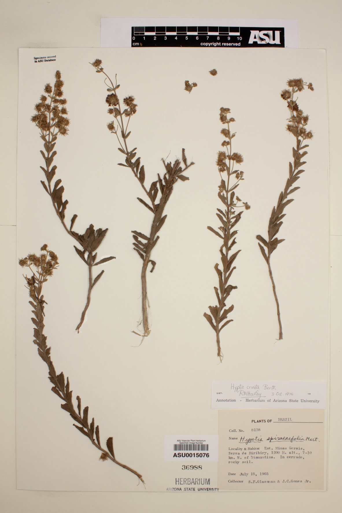 Hyptis spiraeaefolia image