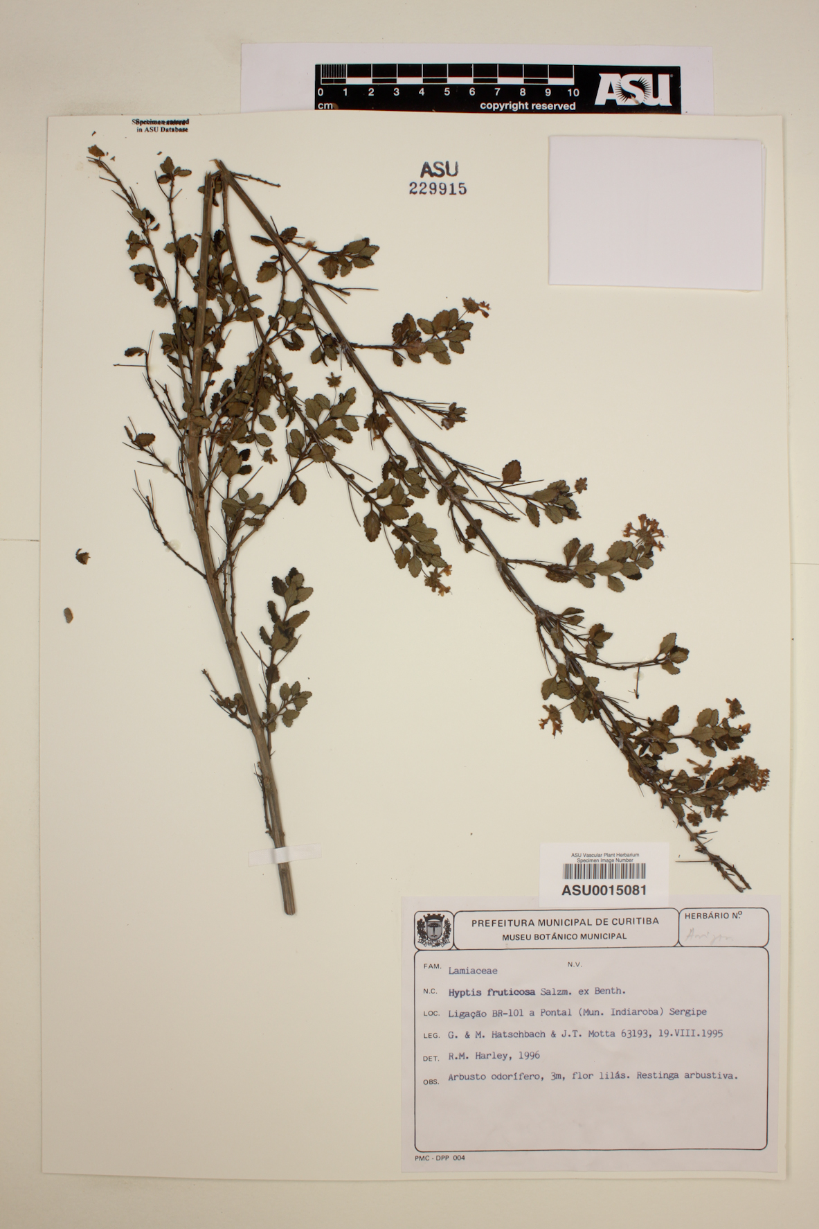 Hyptis fruticosa image