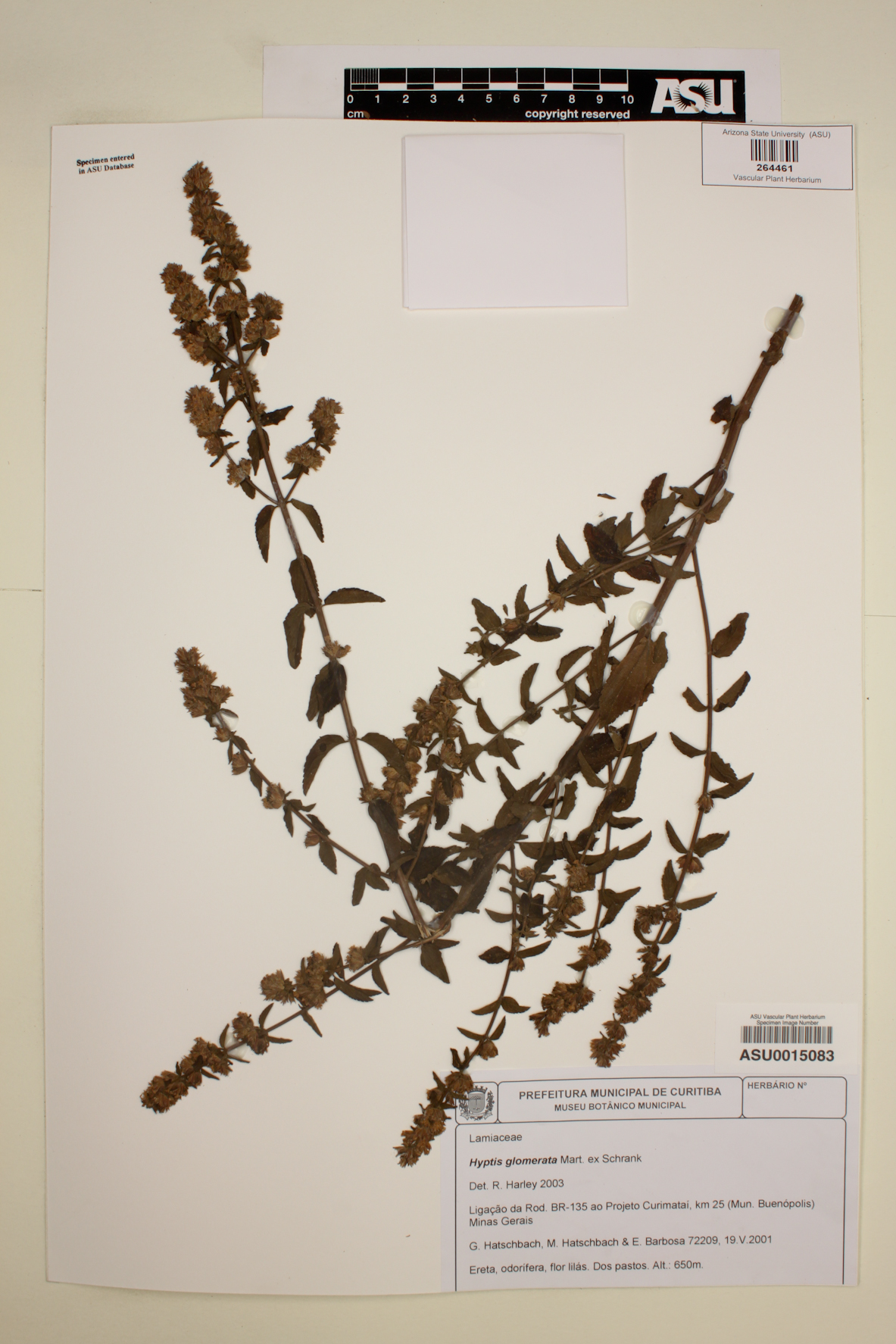 Hyptis glomerata image